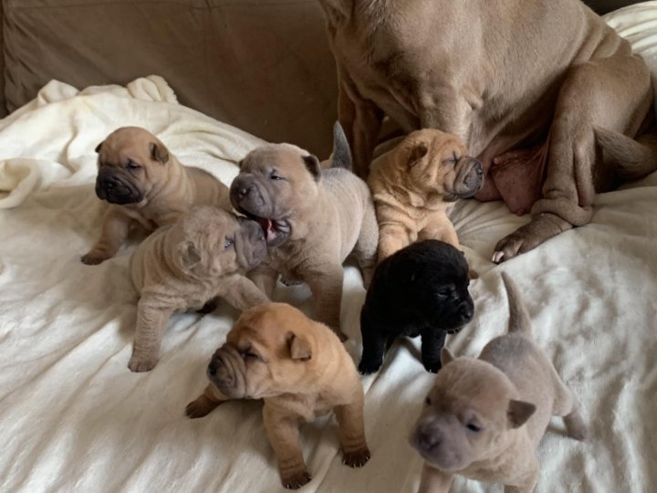 Авито Владикавказ Собаки Продажа