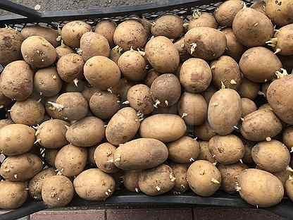 Где В Липецке Можно Купить Семенной Картофель