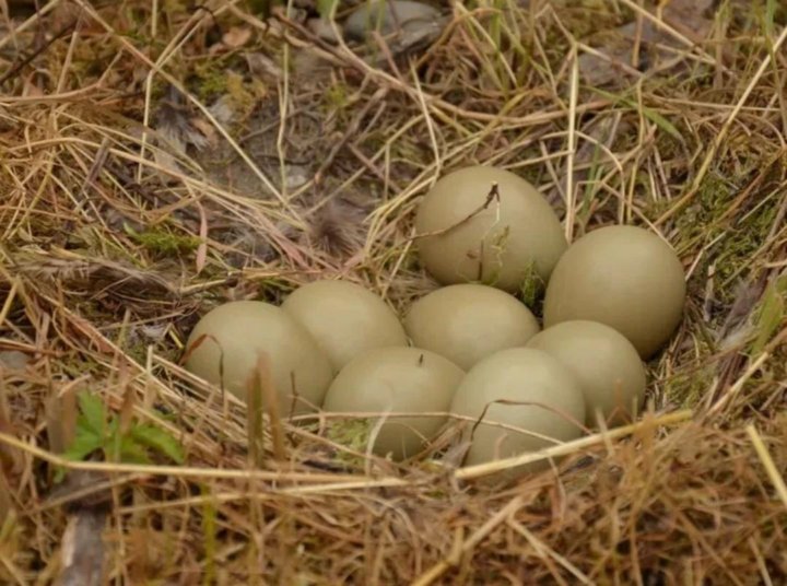 Какое яйцо у фазана. Купить яйца фазана для инкубации.