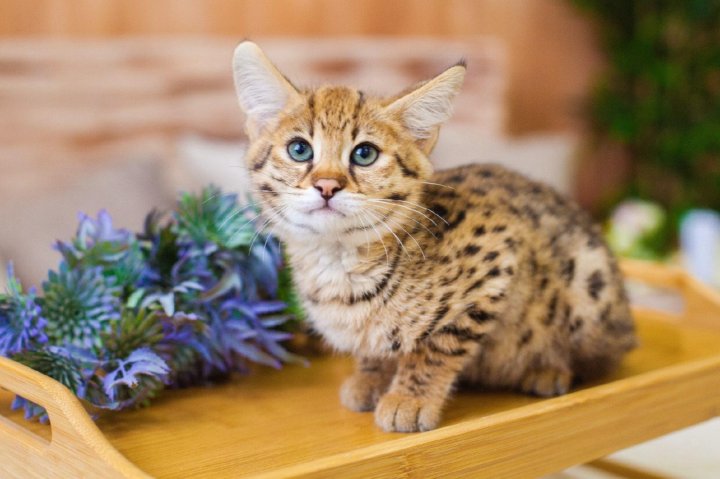 Саванна Кошка Цена В Рублях