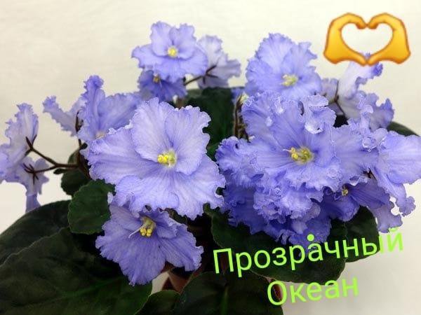 Фото Фиалки Океан