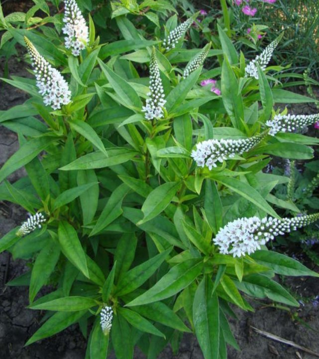 Вербейник Clethroides