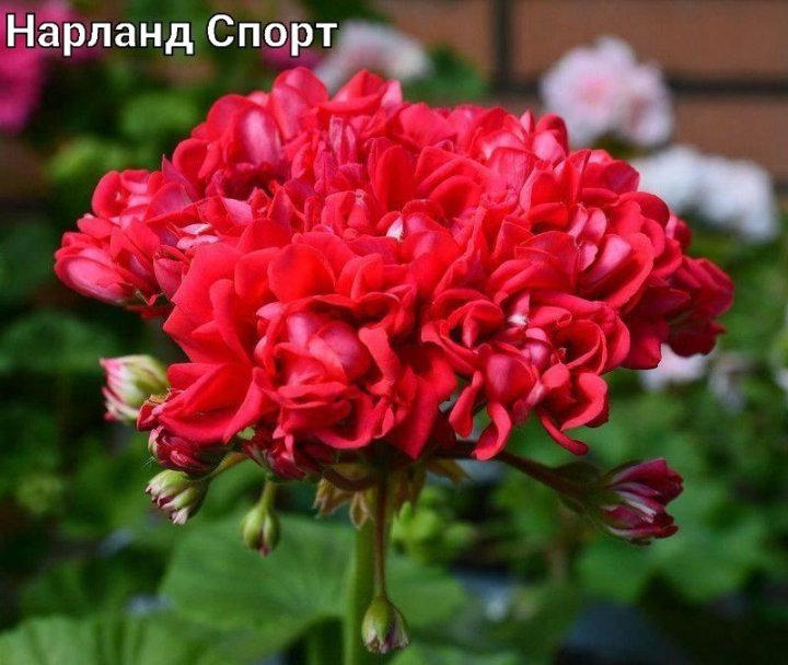 Ив королева бирмы фото