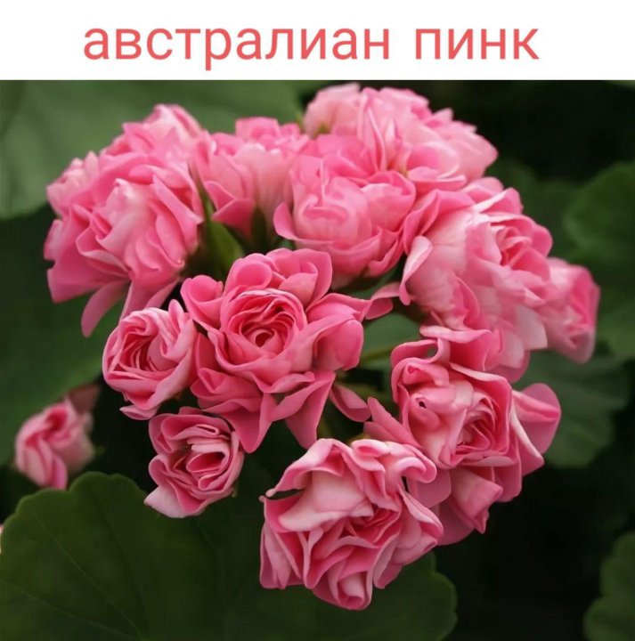 Пеларгония australian pink. Пеларгония австралиан Пинк. Пеларгония Australian Rosebud. Пеларгония розебудная австралиан Пинк. Пеларгония Pink rambler.