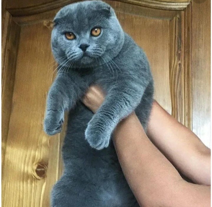 Как выглядит шотландский кот Неактивно