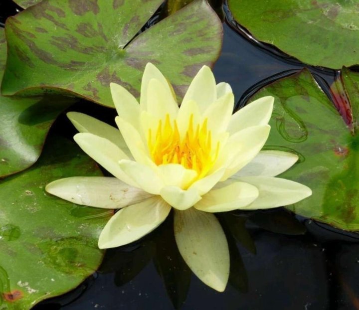 Нимфея микранта. Нимфея атракшн. Нимфея ул. Нимфея махровая. Кувшинка глориоза.