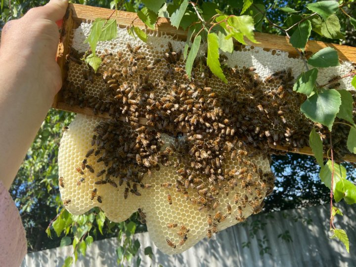 Сильная семья пчел. Пчелиный Рой. Рой улей. Роение пчел. Пчелиный Рой фото.