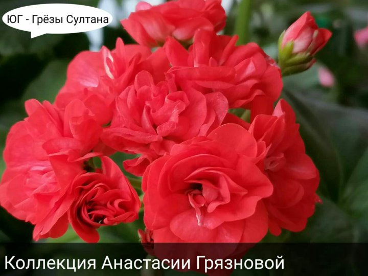 Пеларгония Грезы Султана Фото