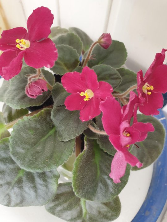 Ек 001 2020. Ек 001-2020 единый кодификатор. Коробка тв 43. Фиалка шанхай. Фиалка ек магараджа.