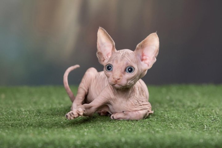 These Sphynx Babies Will Instantly Melt Your Heart Cute hairless cat, Sphynx cat