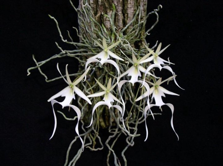 These Photos Reveal the Pollination Secrets of Florida’s Most Elusive Flower Gho