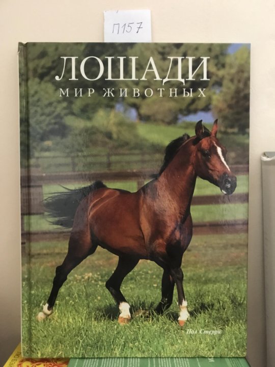 сласка порода лошадей польская. коричневая лошадь. польские лошади сласка. лошадки польша. 3 пол лошади.