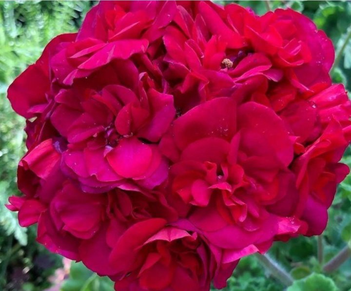 Пеларгония зональная звездчатая. Пеларгония донские просторы фото и описание. Пеларгония донские просторы фото и описание. Пеларгония донские просторы фото и описание. Пеларгония донские просторы фото и описание.