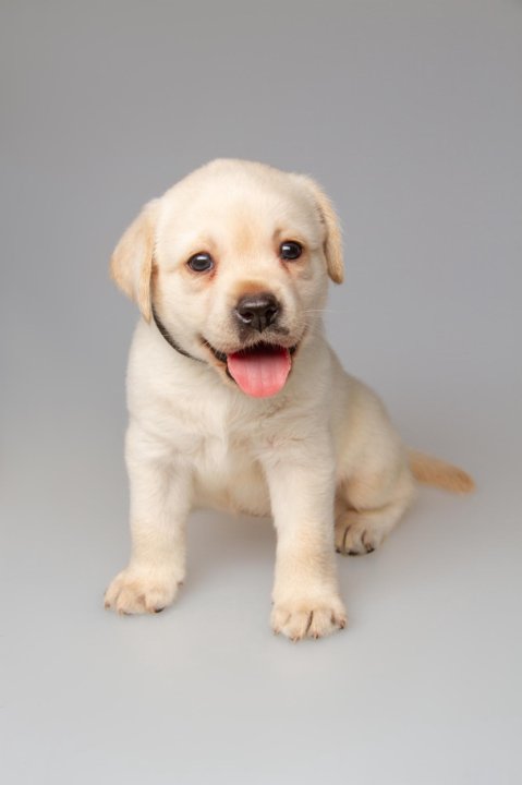 Лабрадоры ркф. Лабрадор ркф. Щенки лабрадора белгород. Лабрадор ркф. Лабрадор ркф.