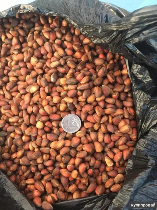 Сосна армана орех. Зерна кедра. Кедровый орех китайский. Китайский кедровый. Кедровый орех китайский.