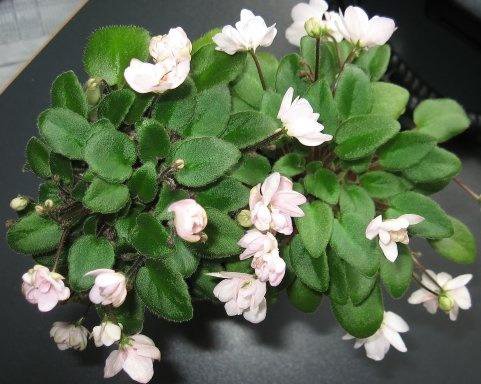 Taita Safina