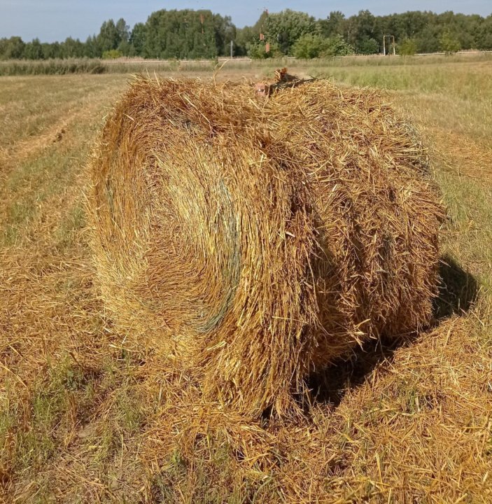 Солома Купить В Нижегородской Области