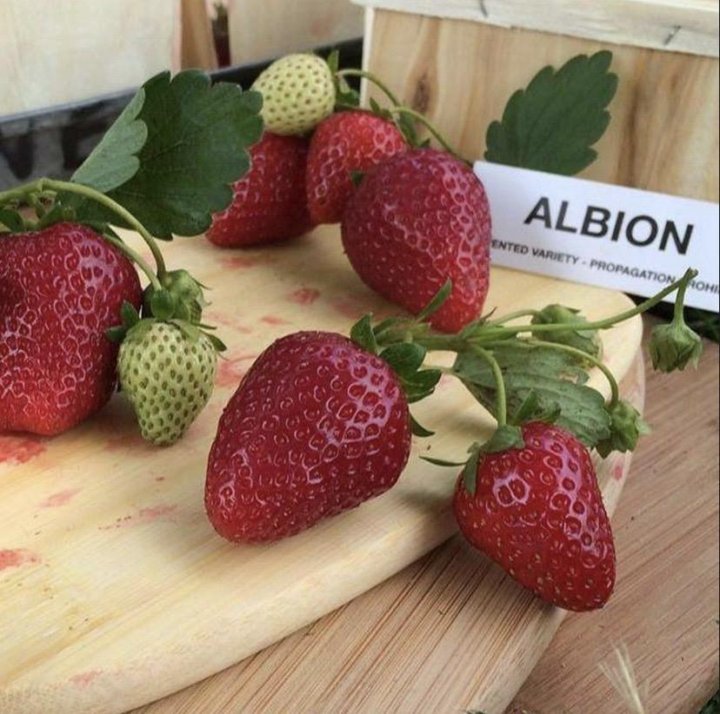 Земляника альбион ремонтантная. Сорт земляники альбион. Земляника садовая альбион. Земляника альбион ремонтантная. Земляника альбион ремонтантная.