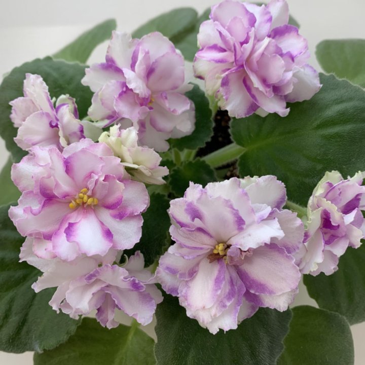 а-мечта химера фиалка. фиалка св-город рязань (химера-трейлер) (п/ук) - код ф825. химера мечта фото. химера мечта. химера мечта.