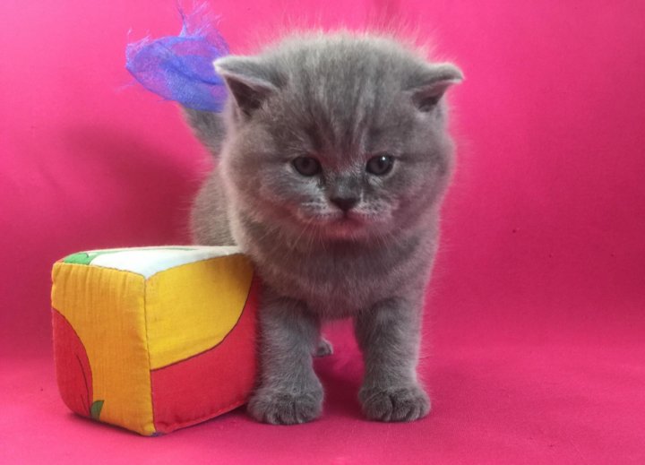 Вислоухие Котята Цена И Фото Без Документов