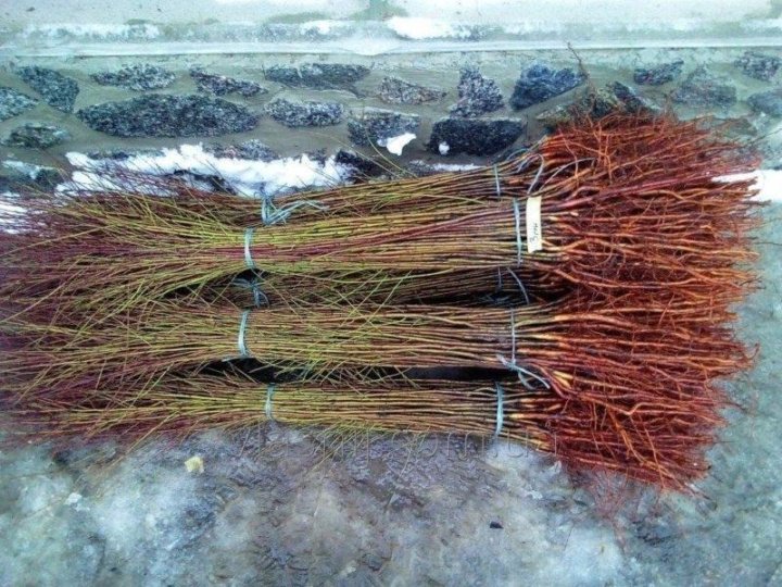 Купить Семена Подвоя Ферро