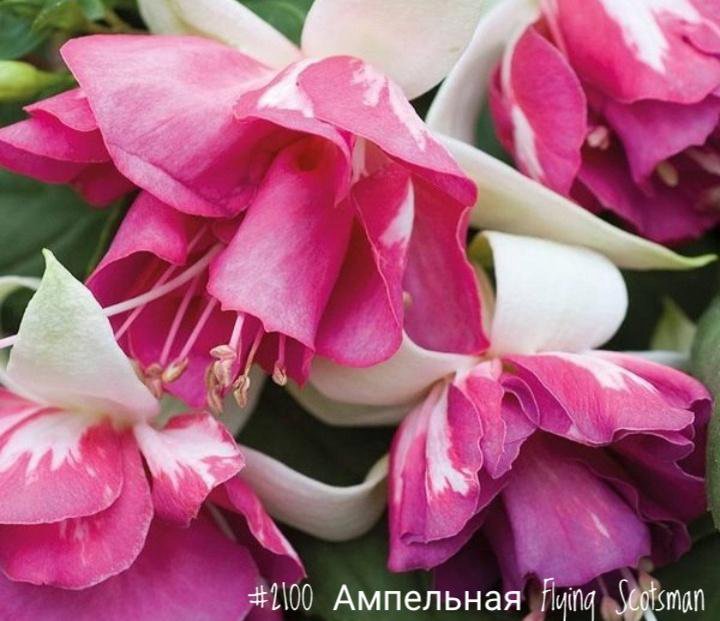 Фуксия весной. Фуксия Marbeller Double White-Pink. Фуксия Flying Scotsman. Фуксия Seventh Heaven. Фуксия Флайн Скотсмен.