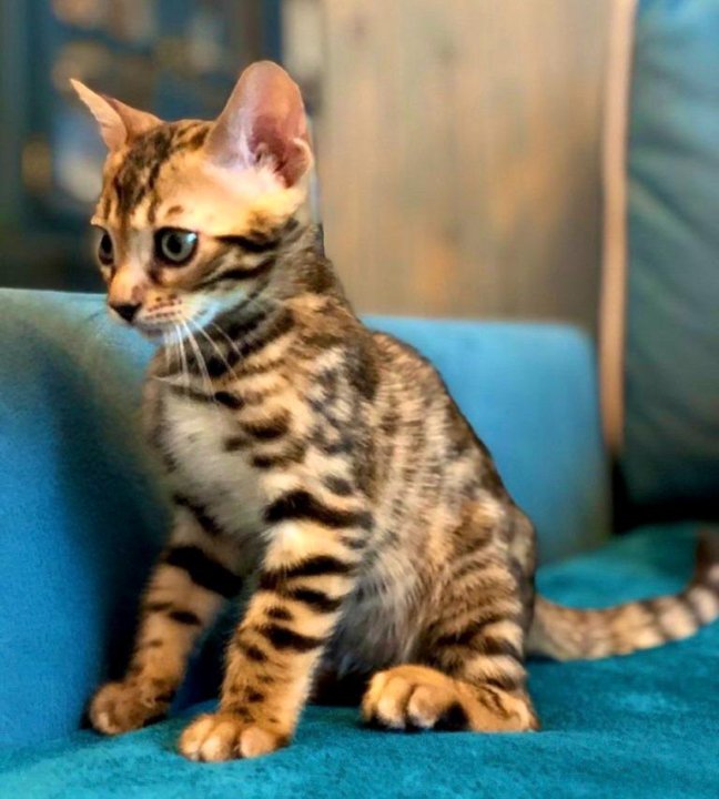 Кошки бенгальские фото