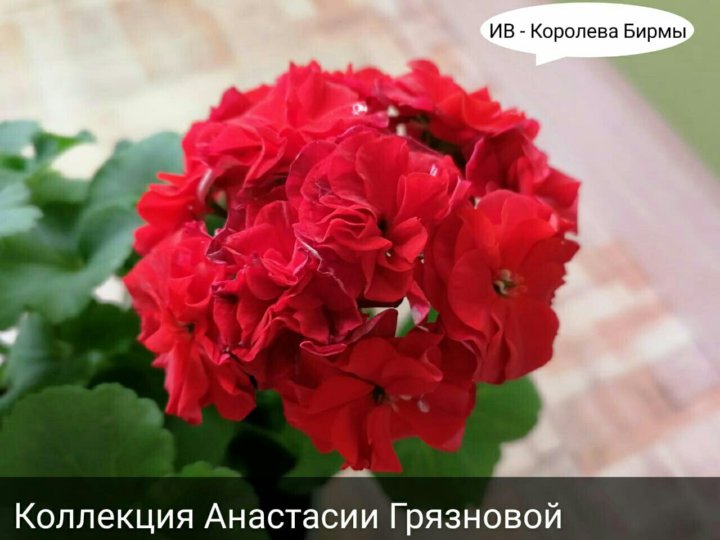 Ив королева бирмы пеларгония фото