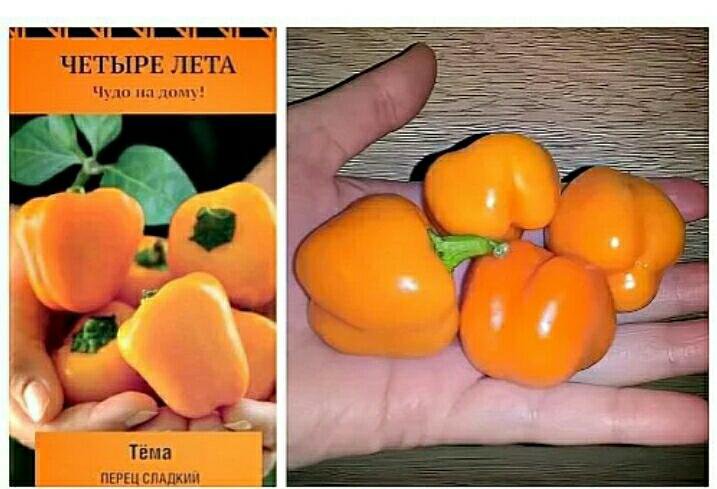 Перец сладкий тёма. Перец тема. Перец сладкий «мини белл». Перец сладкий тёма. Семена перца тема.