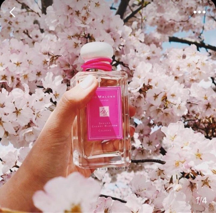 Jo malone cherry blossom. Джо Малон черри блоссом. Jo Malone Sakura Cherry Blossom Cologne. Джо Малон Сакура черри. Джо Малон Сакура черри блоссом аромат.