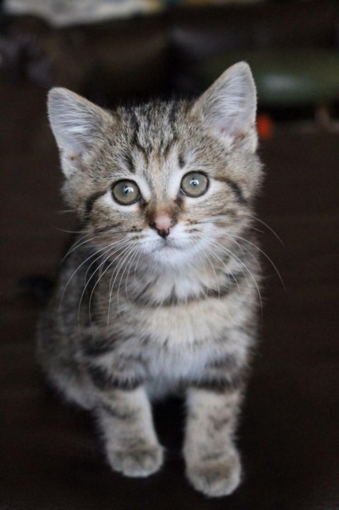 Как выглядят обычные коты