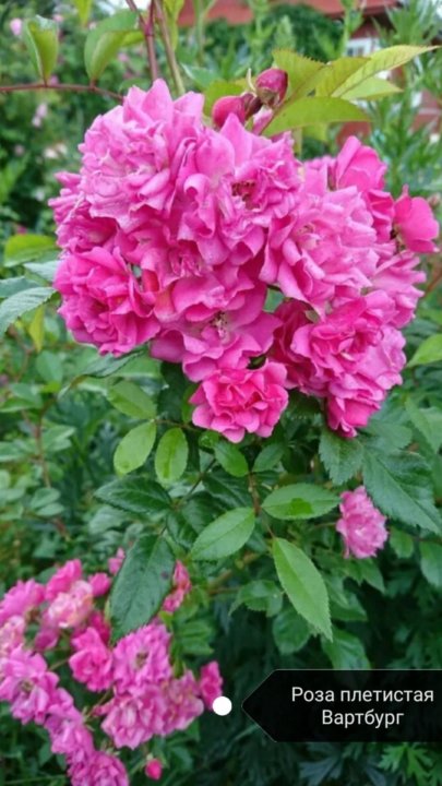 Национальный ботанический сад им. Н.Н. Гришко - Форум цветоводов Фрау Флора