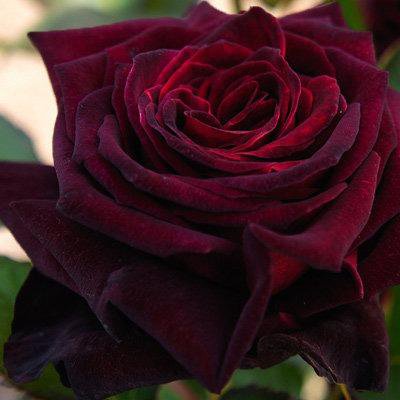 Роза Black Baccara (Блэк Баккара) - Саженцы Чайно-гибридных роз - купить недорог