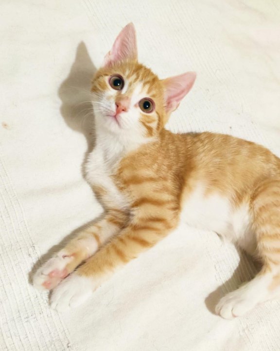 Рыжий котик симба