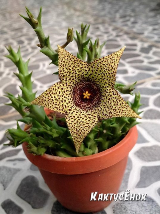 Huernia transvaalensis