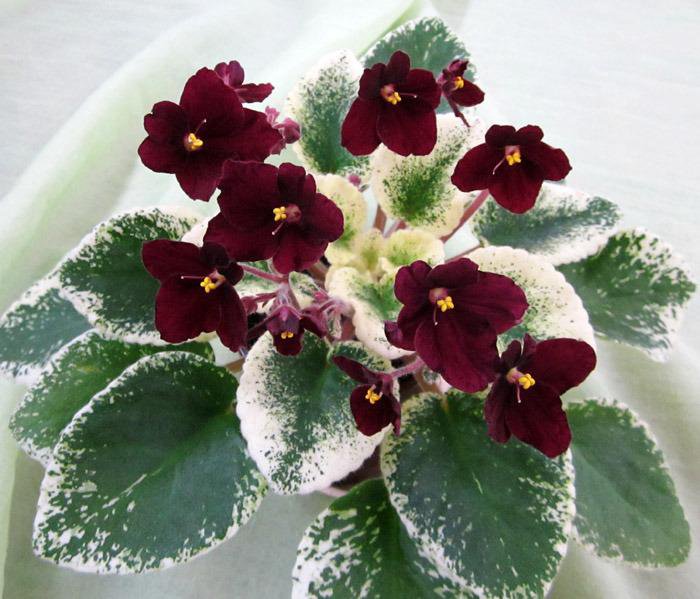 Сенполия пт розита. Фиалка небесный шатер. Сорт фиалки розита. Пт цв. Пт цветущая сакура фиалка.