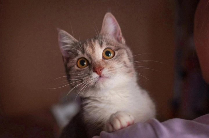 Кошка муся