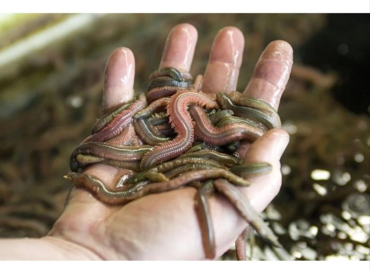 Catworm (Nephtys hombergi)