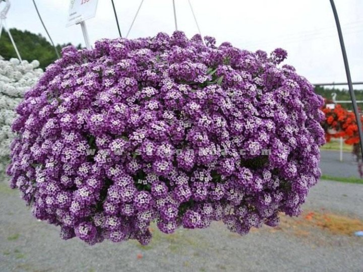 Цветы алиса фото и описание