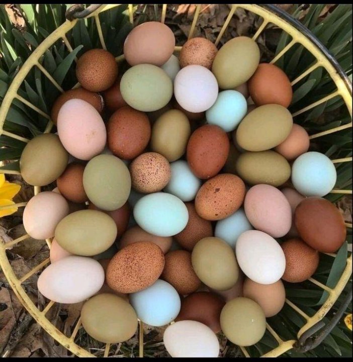 Купить цветные яйца