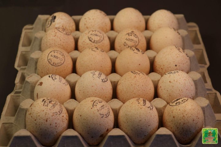 Инкубационное яйцо индейки Хайбрид. Хайбрид конвертер яйца. Инкубационное яйцо индейки Хайбрид конвертер. Хайбрид Канада яйцо.