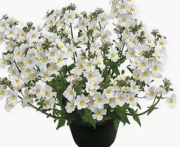 Семена Немезии Купить В Спб