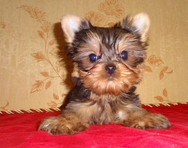 Йорки краснодара. Собаки щенки йошкар терьер. Йорки краснодара. Йорки краснодара. Порода собак йорк.