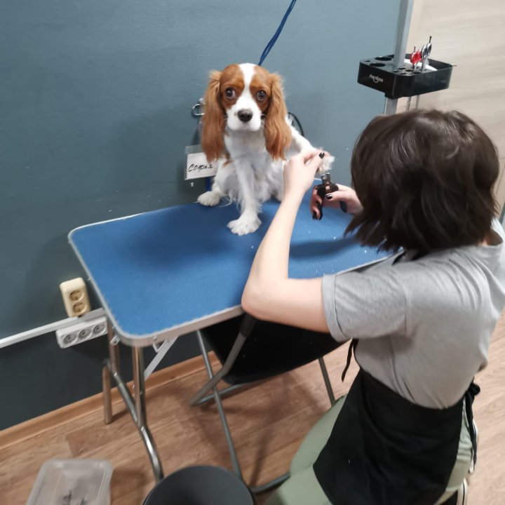 грумер новосибирск