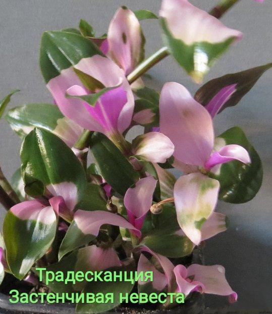 Традесканция застенчивая невеста. Традесканция блашинг брайд. Традесканция застенчивая. Традесканция спринг сплэш. Традесканция блашинг брайд.