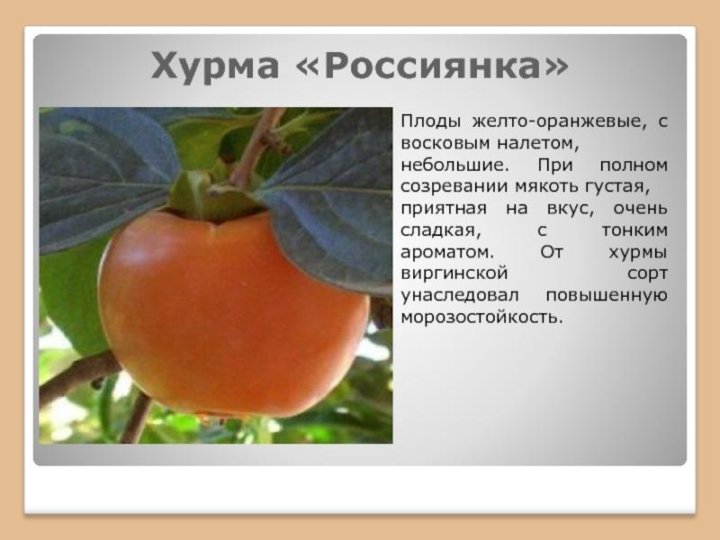 Сорта хурмы с фото и названиями