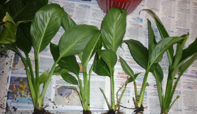 Можно ли пересаживать спатифиллум осенью. Тепличка для спатифиллума после пересадки. Как пересадить спатифиллум. Спатифиллум пересадка после покупки. Какие корни у спатифиллума