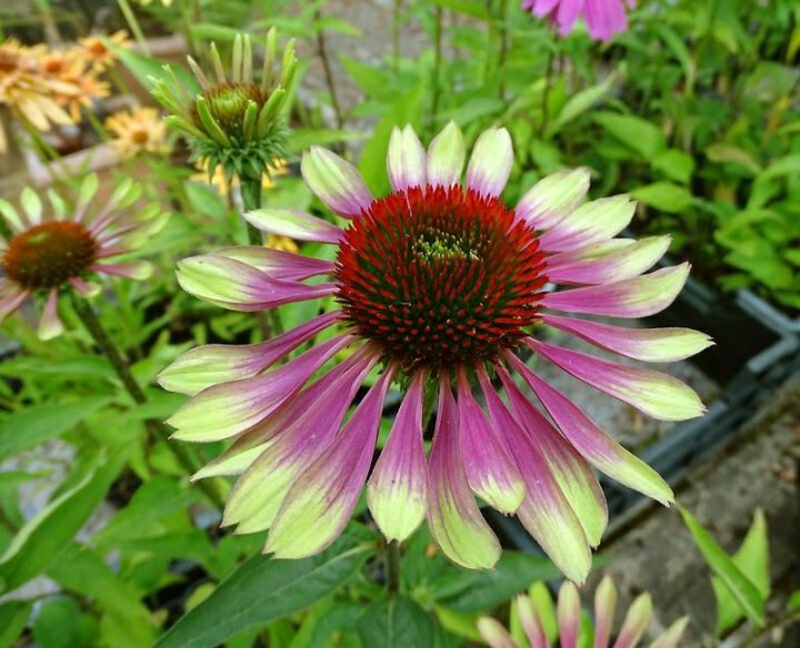 Эхинацея "green twister" (echinacea purpurea). Green twister. Green twister. Эхинацея purpurea ‘green twister’. Эхинацея "green twister" (echinacea purpurea).