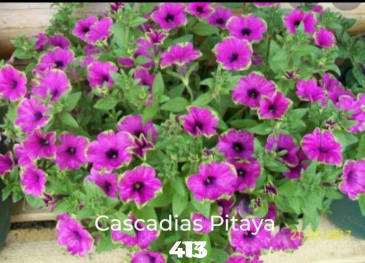 Фото петуния cascadias pitaya