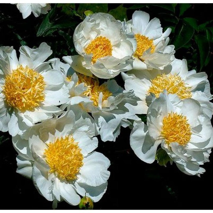 Кринклед уайт. Пион Кринклед Уайт. Пион Уайт Вингс. Paeonia (пион) Krinkled White. Пион травянистый, "Кринклед Уайт".